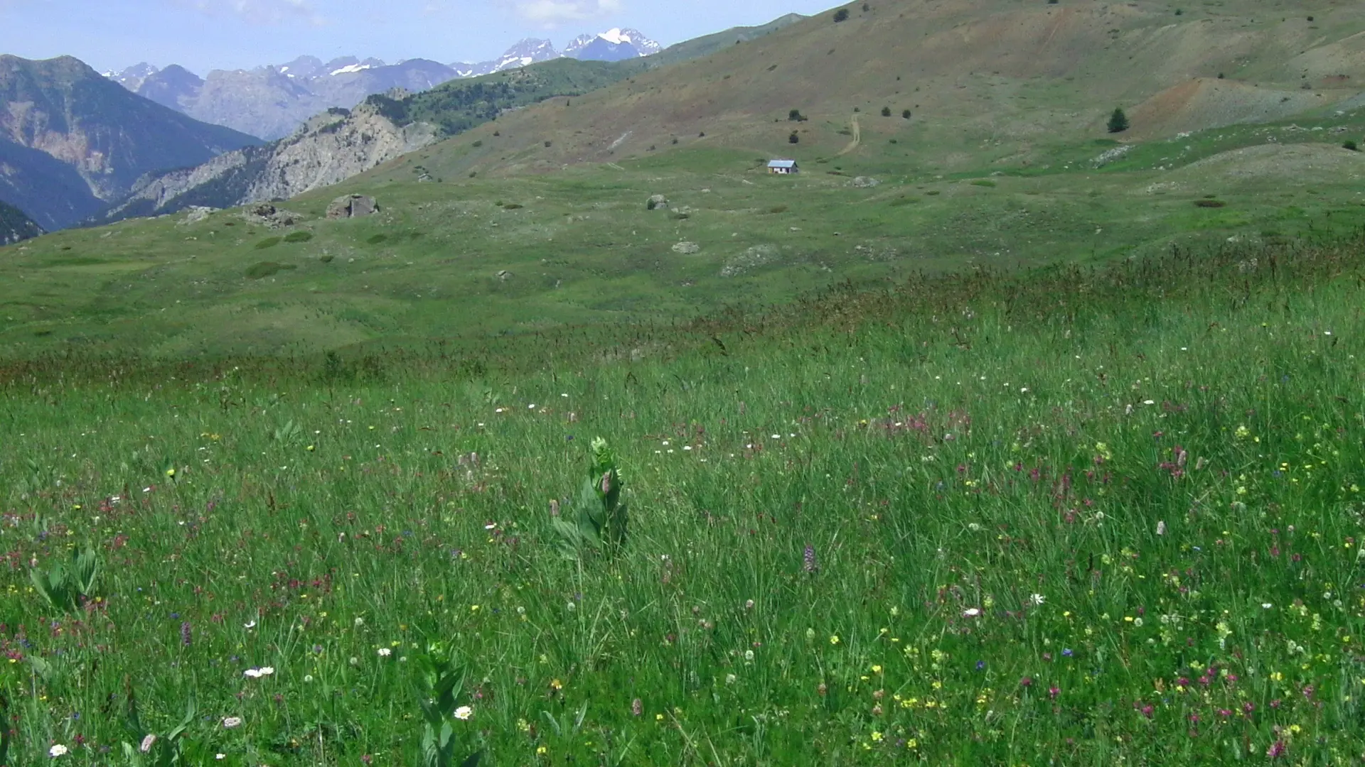 Photographie prairie alpine