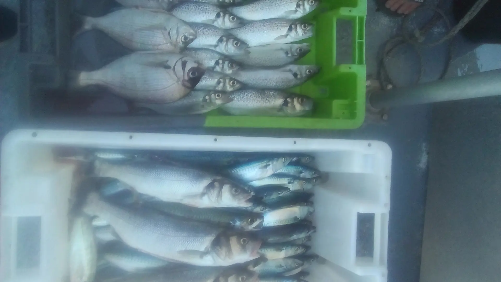 Demi-journée avec Christophe, marin pécheur de métier