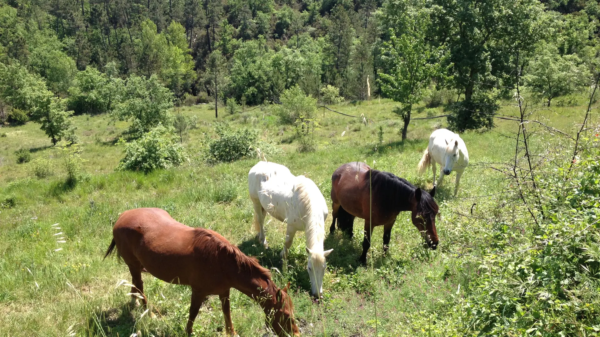 chevaux en semi liberté