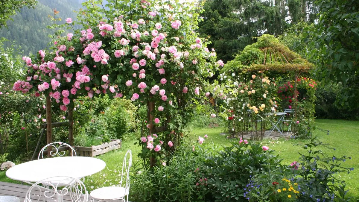 Roses du jardin et la Gloriette