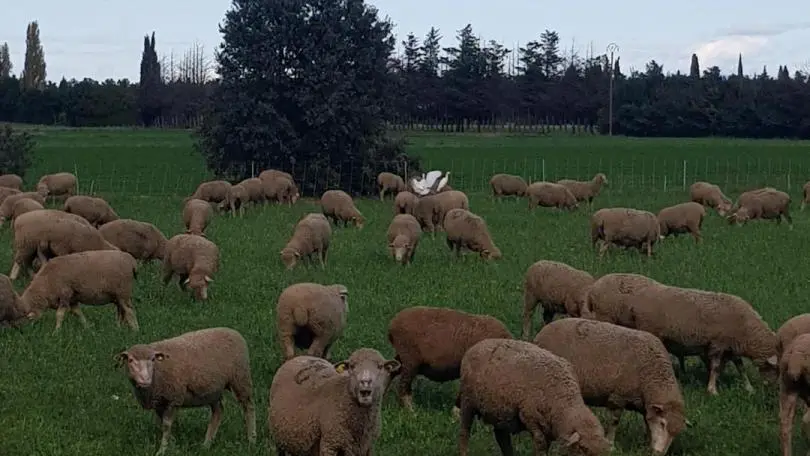 Les moutons de Gabriel, en Automne