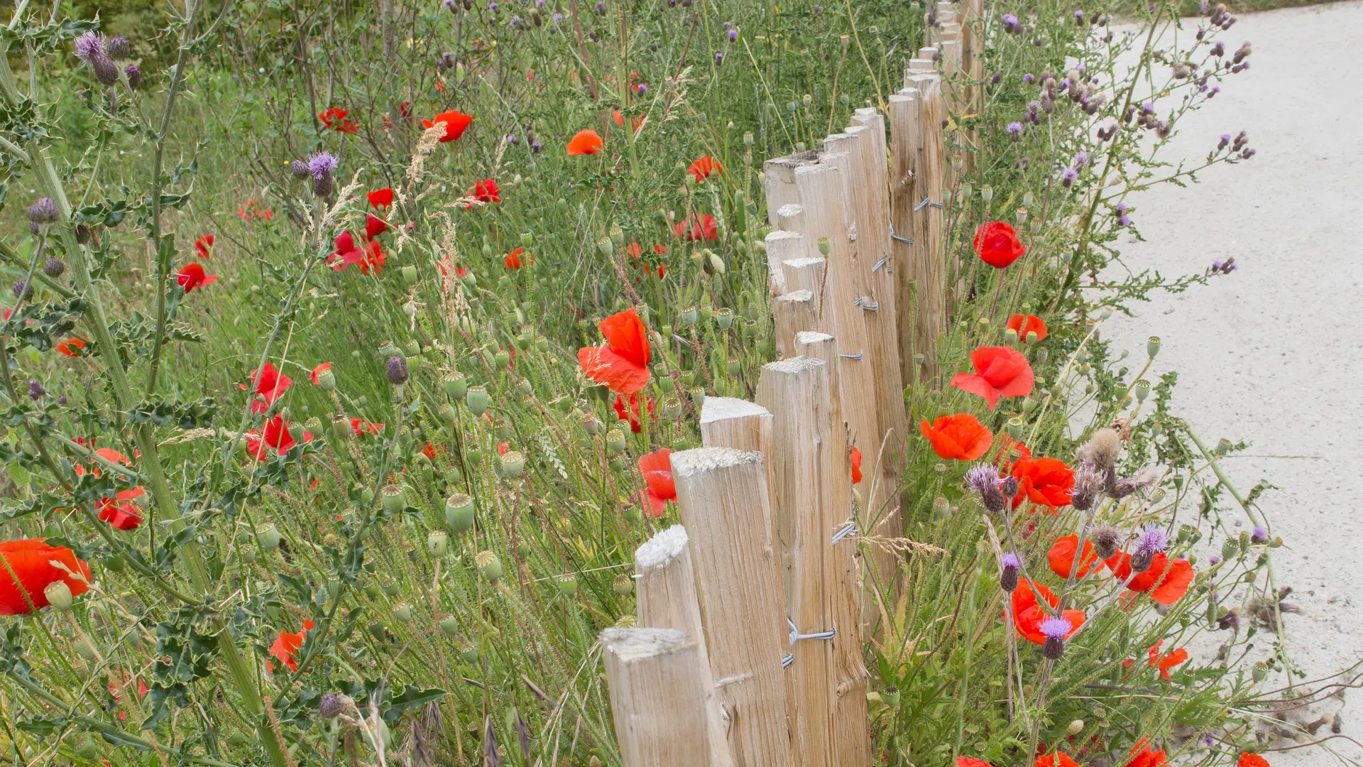 La réserve écologique à Epinay-sur-Seine