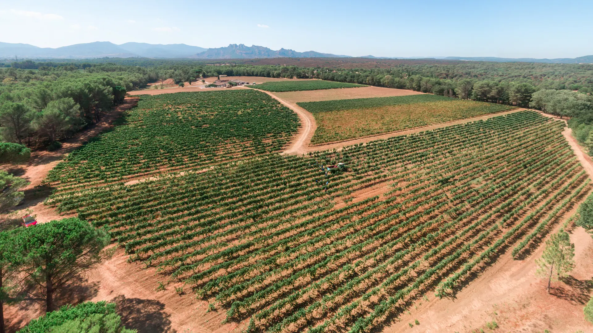 Domaine de Marchandise récolte raisins drone