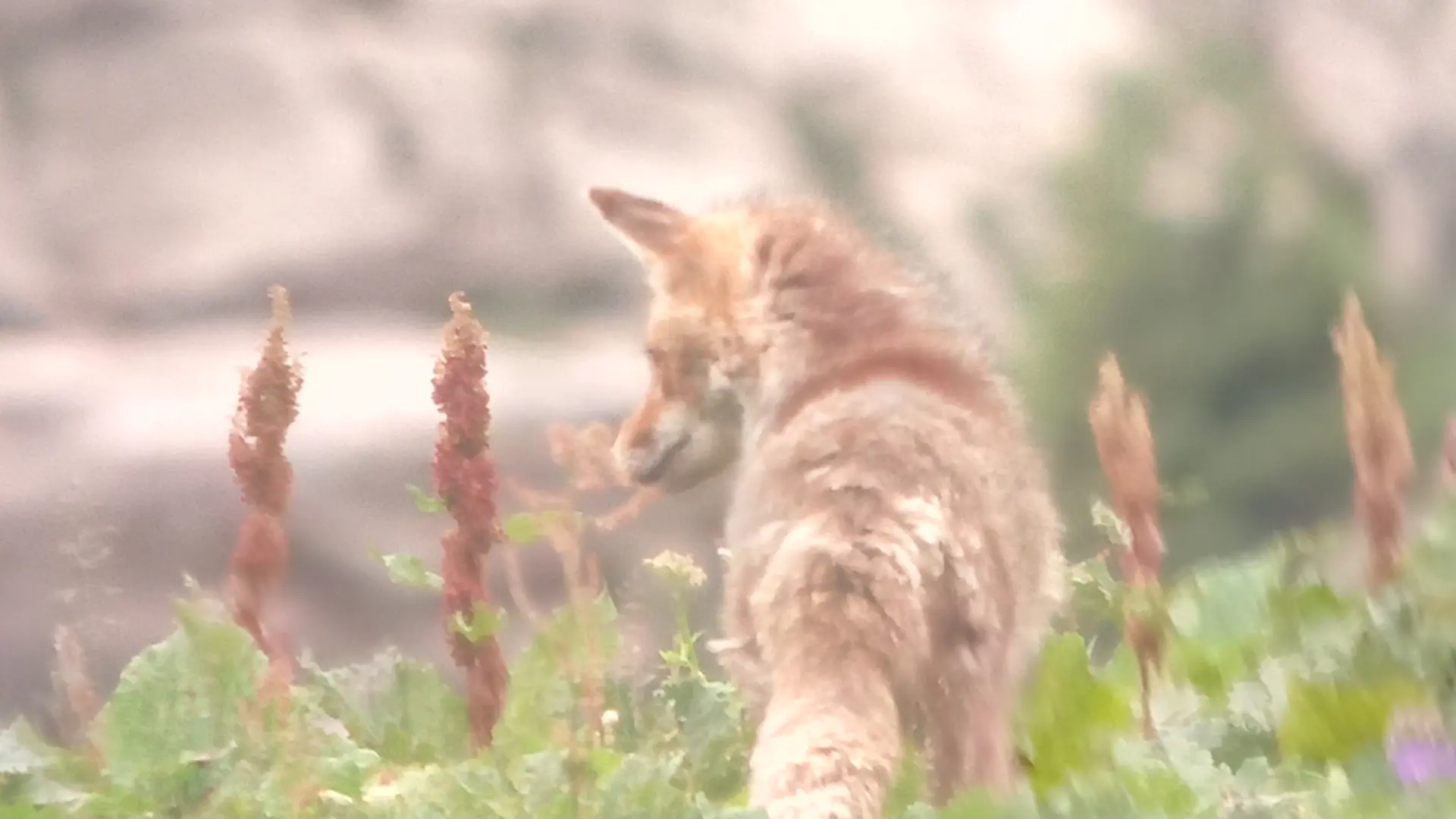 Observation de la faune