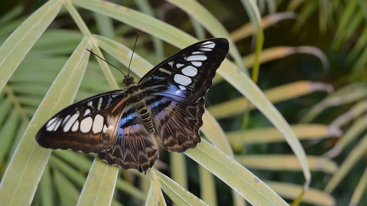 Nombreuses espèces de papillons