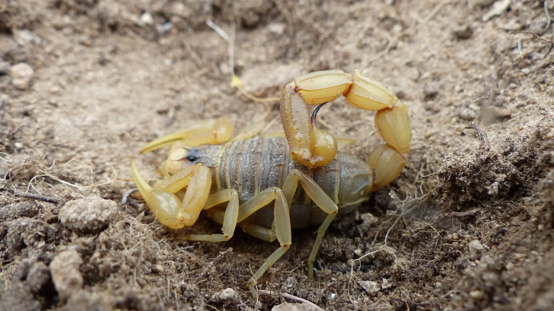 Scorpion languedocien