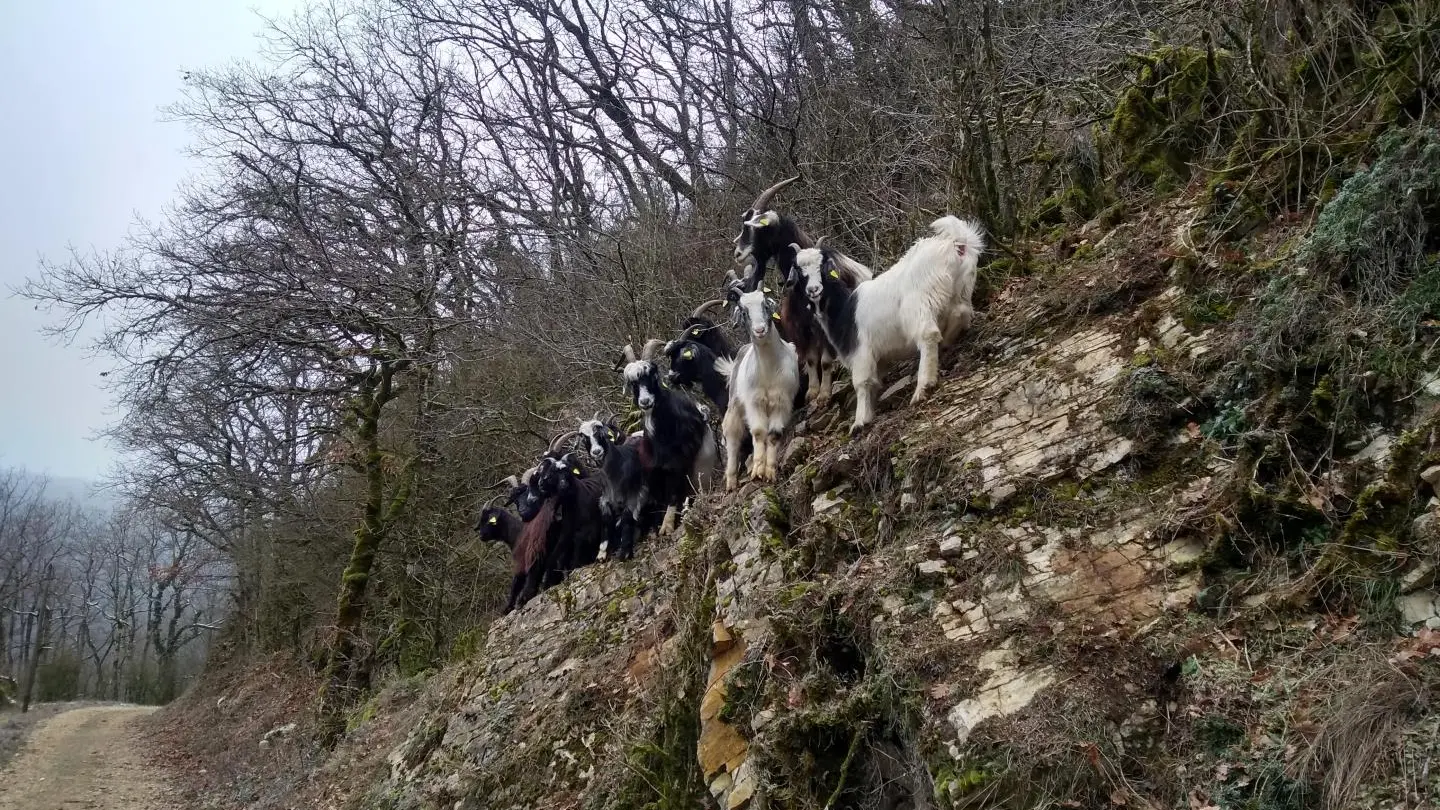 Un troupeau de chèvres sur les chemins autour du village. Copyright Pascal Voglimacci