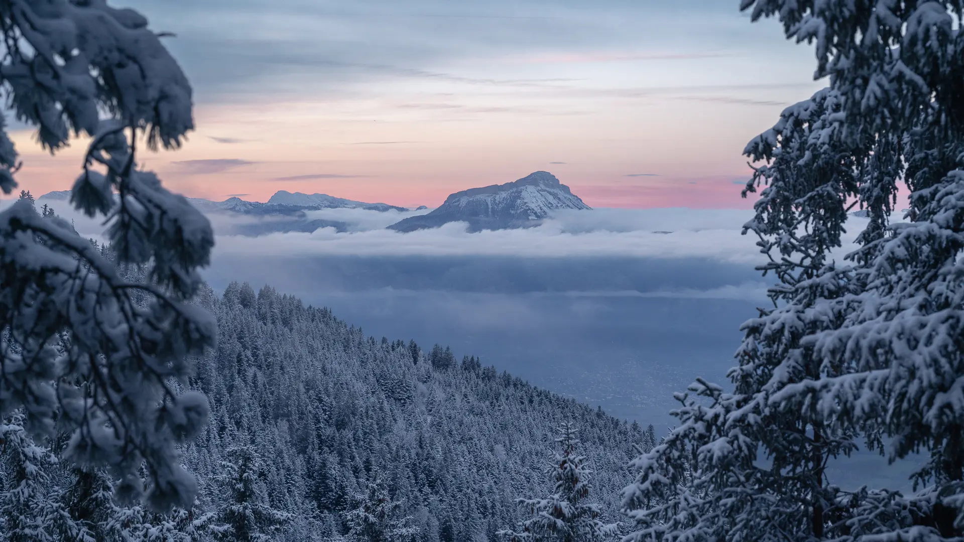 Un paysage de montagnes avec une forêt de sapins enneigés.