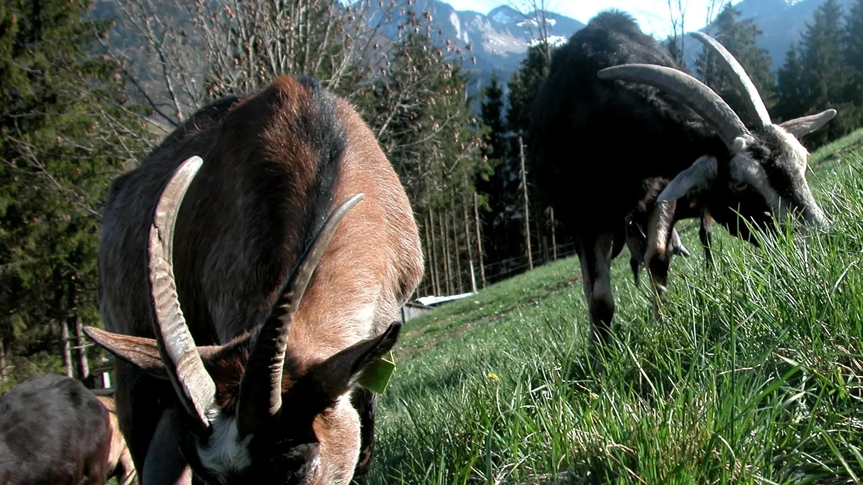 Chèvre - Ferme du Petit Mont