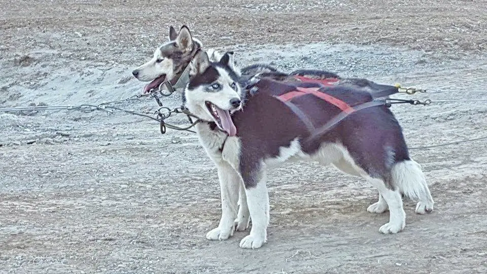 Chiens de Traineaux