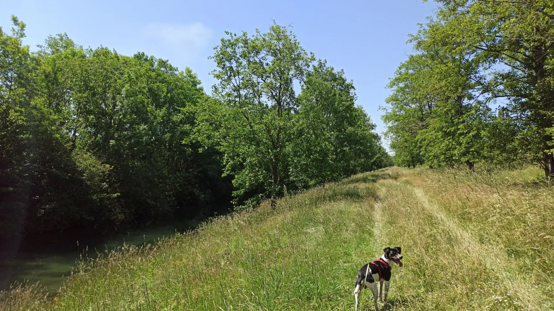 La promenade est possible avec son chien