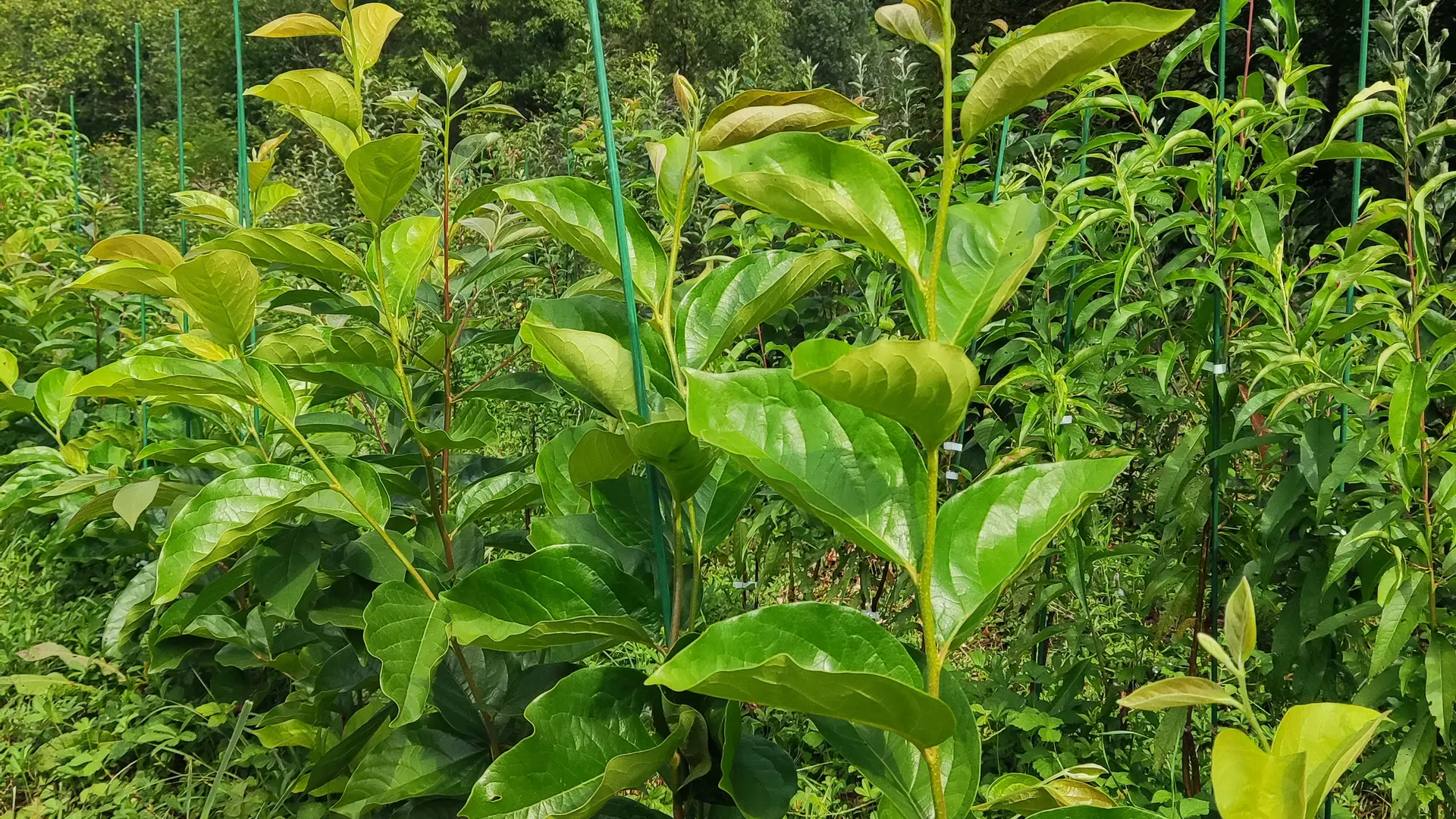 Plaqueminier greffés dans la pépinière des forêts à croquer