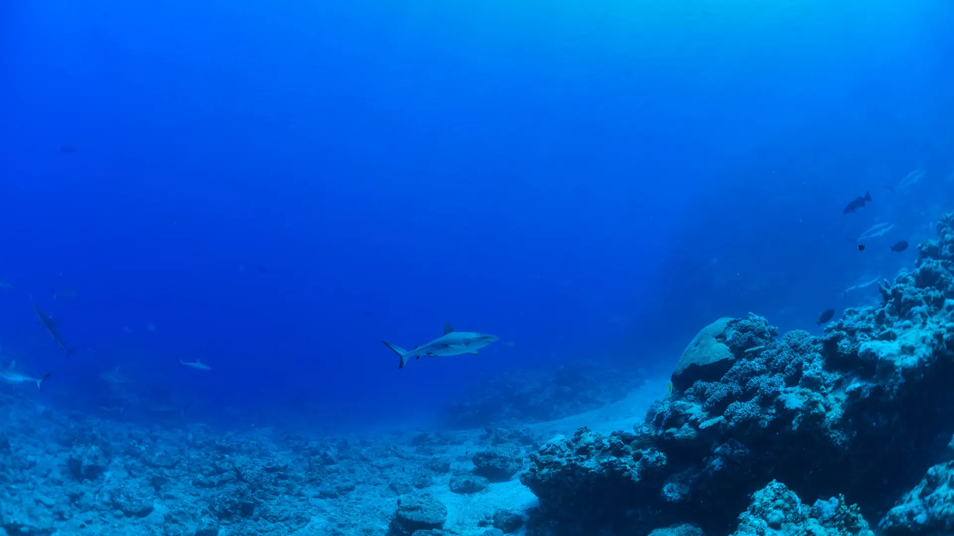 Plongée avec Odyssey Diving