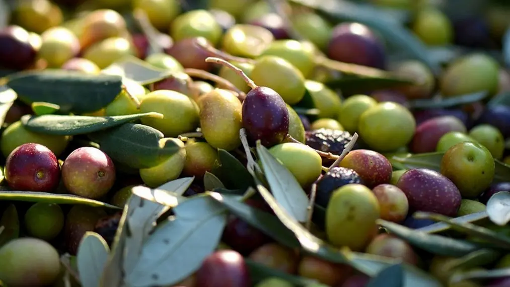 Domaine oléicole L'Olivette à Eygalières