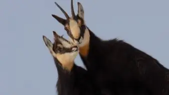 Randonnée Le réveil de la faune sauvage