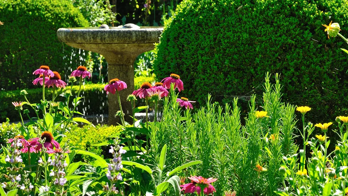 Cloître et plantes médicinales