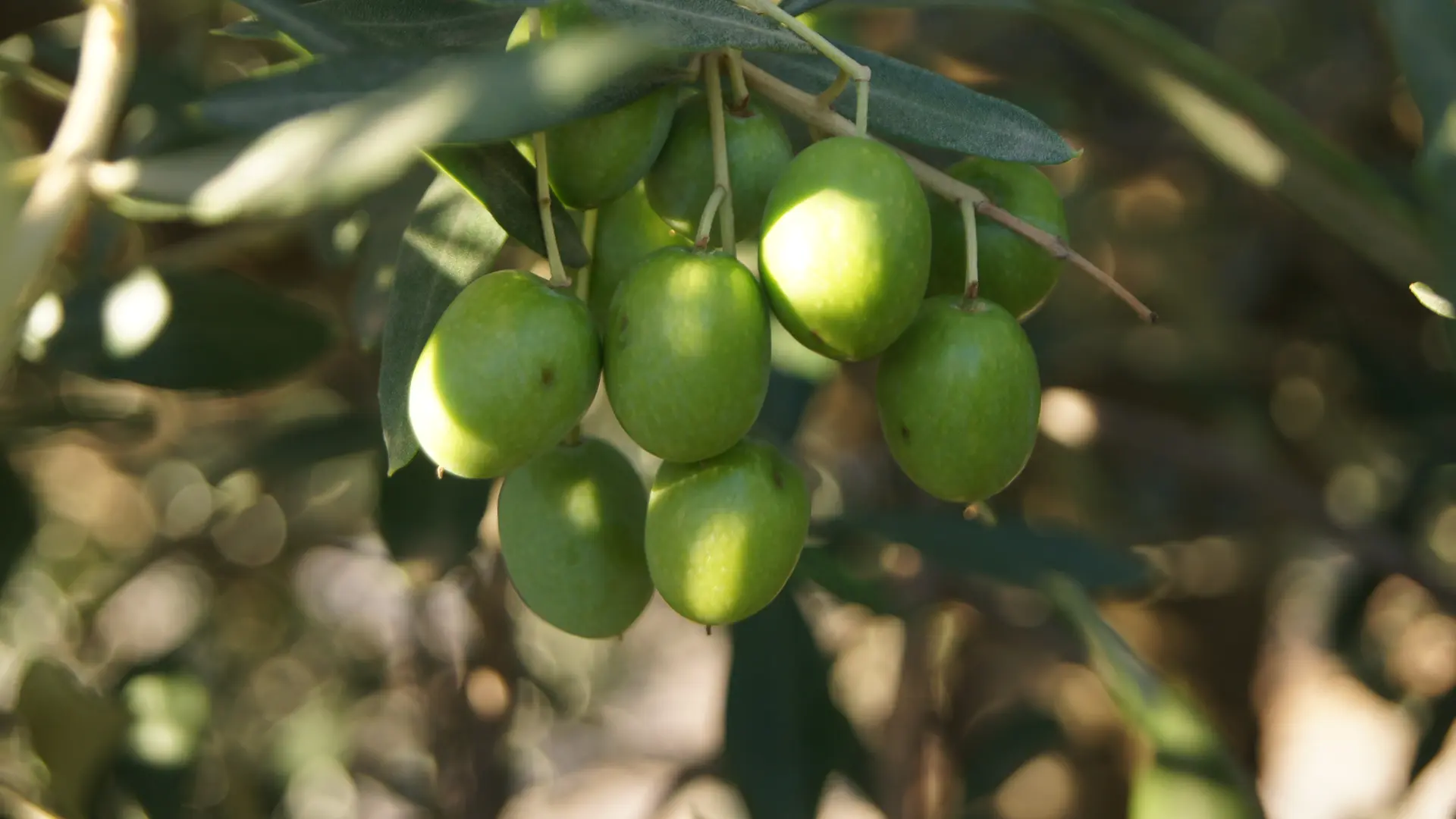 Olives de la Terrasse d'Adrien