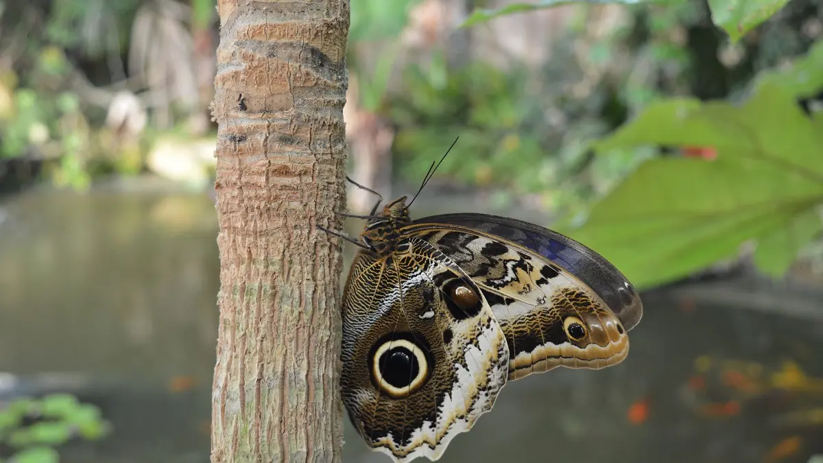 Serre tropicale