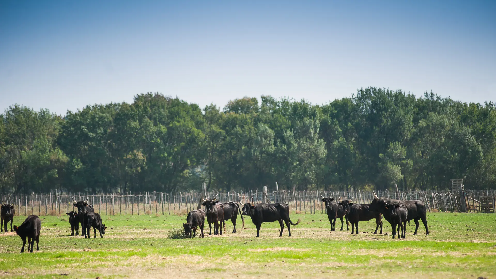 camargue autrement