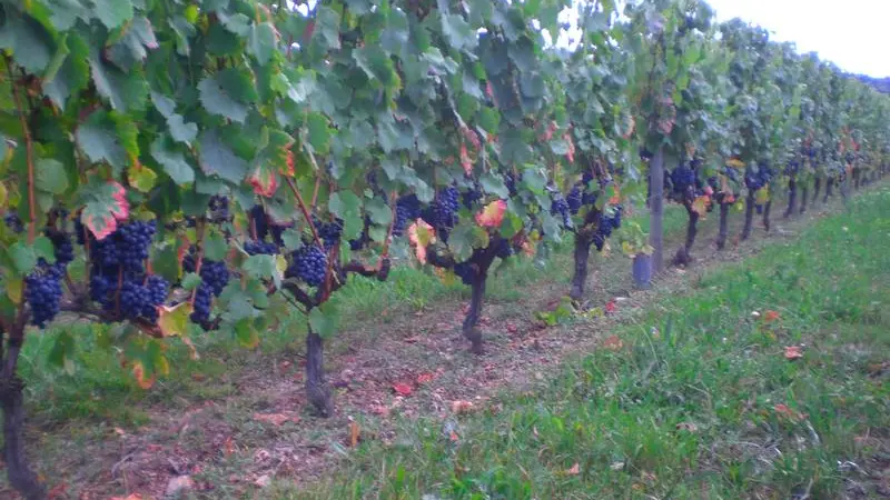 Vignes