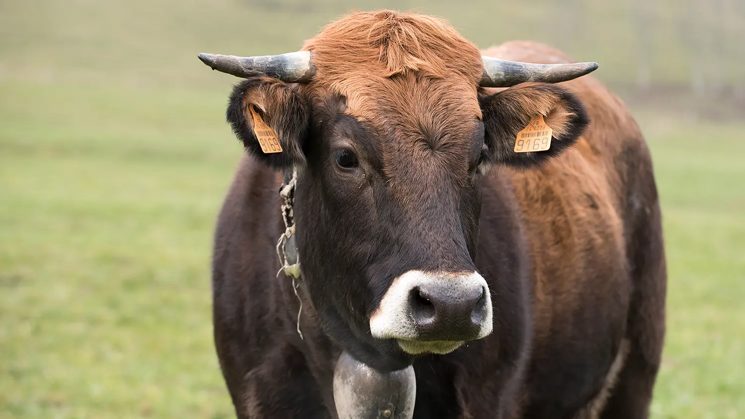 La Ferme des 3 becs
