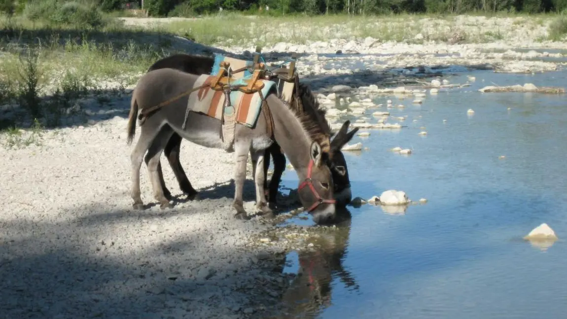 Randonnée avec des ânes