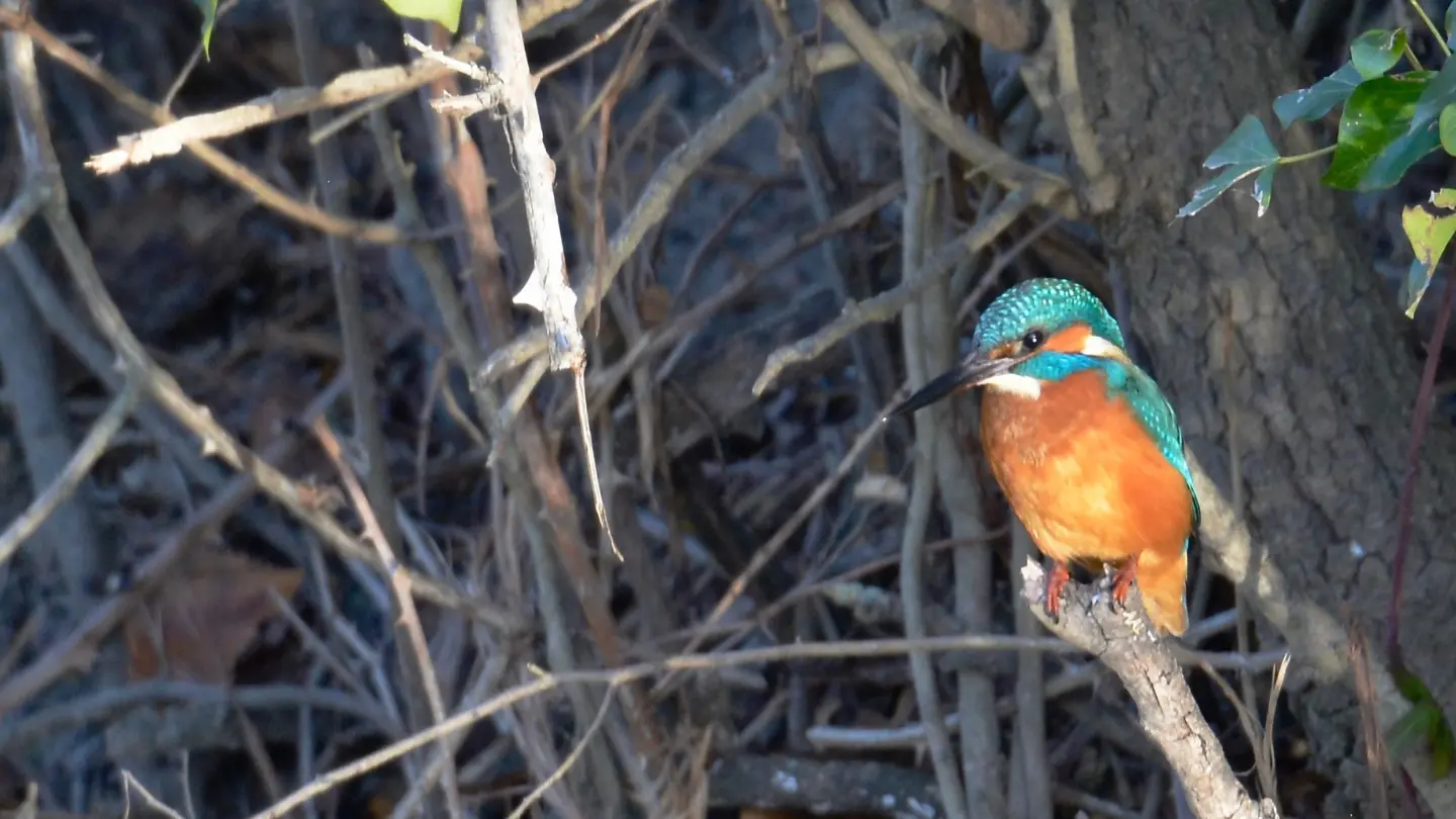 Vogel_des_Staffelsees_Saint-Rémy-de-Provence
