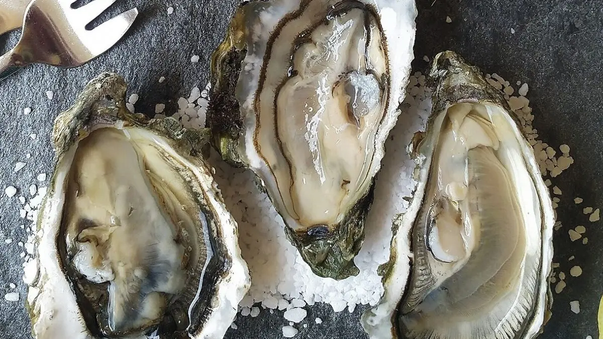 Nuestras ostras