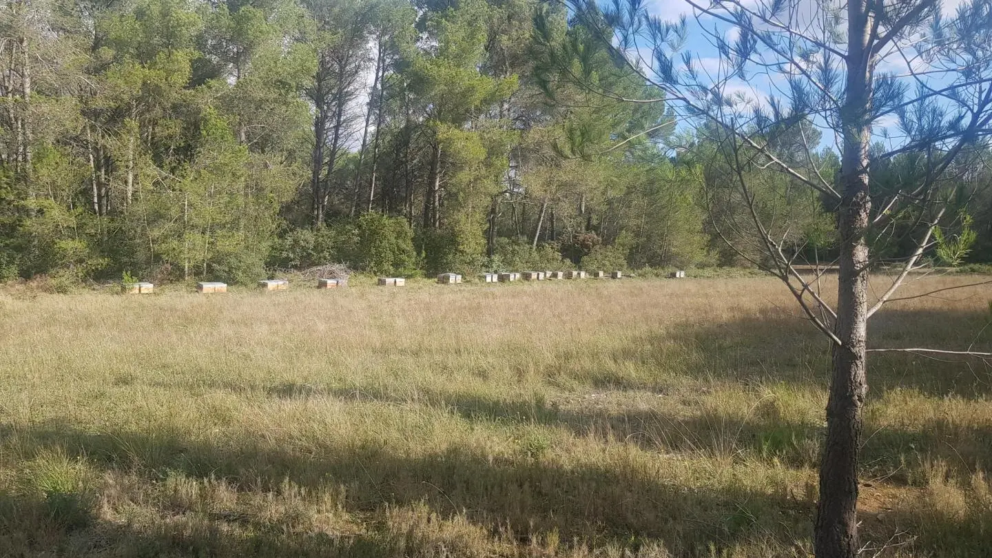 Les ruches de la Montagnette en automne