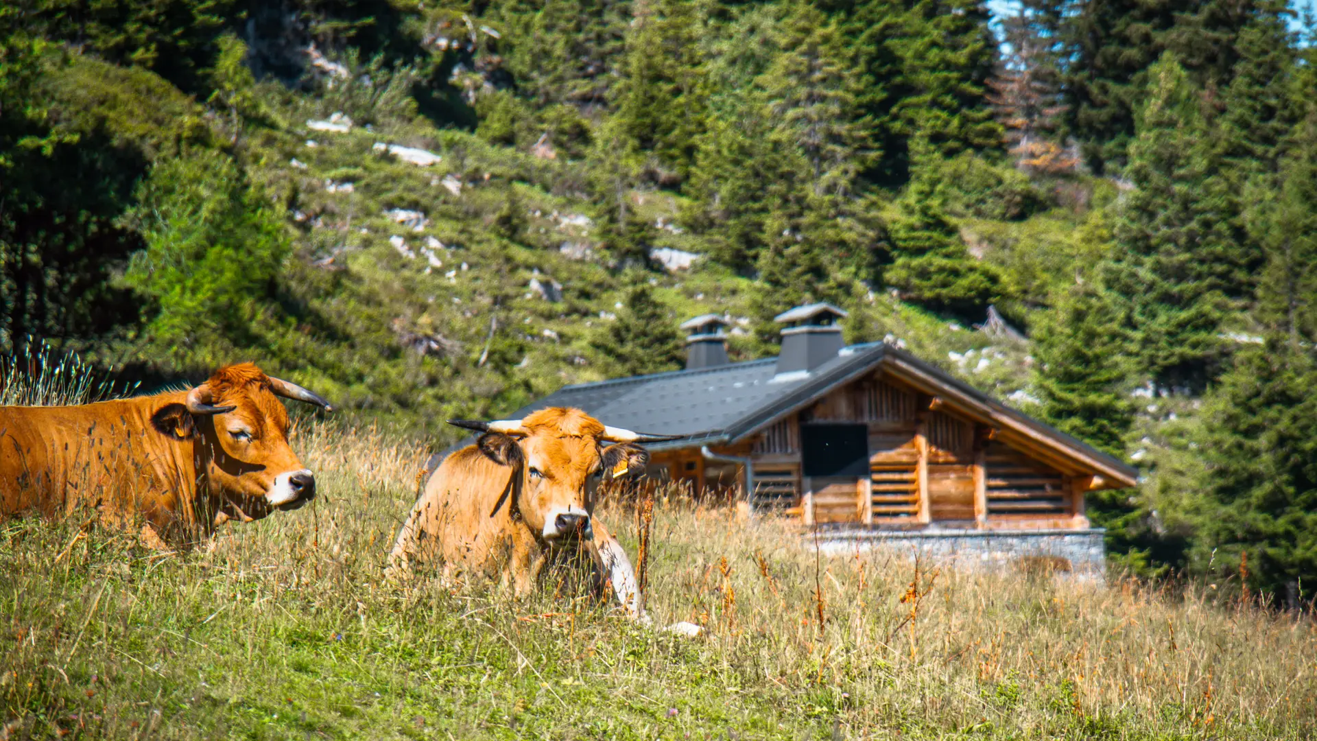 Des vaches au premier plan avec un des chalets d'Aujon en arrière plan