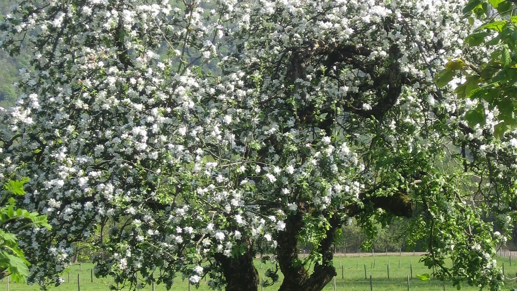 Pommier fleuri