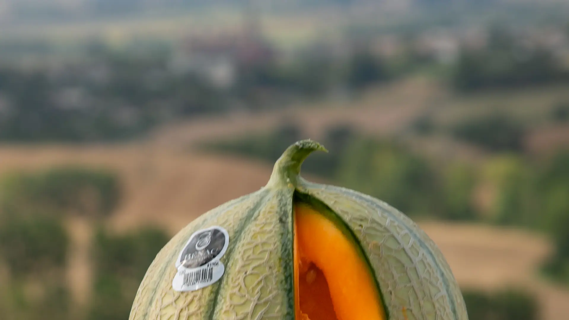 Melon le Bénac