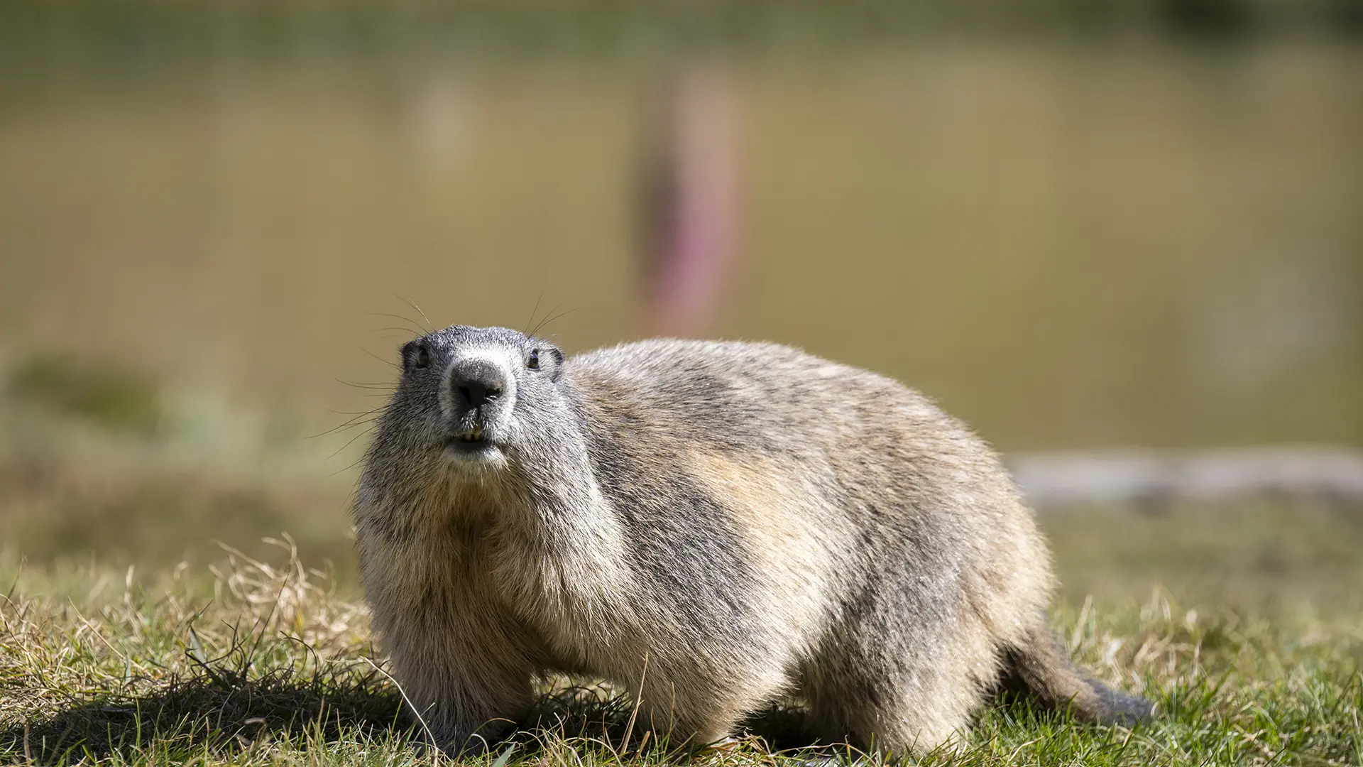 Marmotte au lac du lauzanier