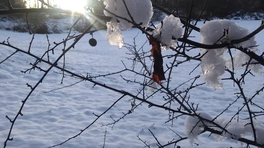 La forêt hivernale aux alentours du village. Copyright Pascal Voglimacci