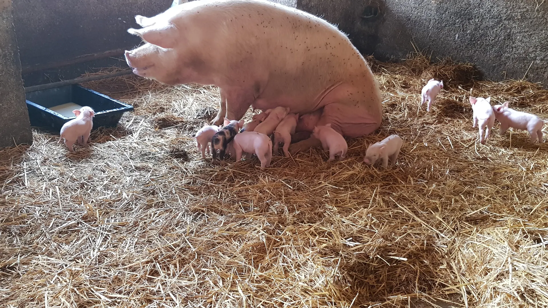 Les petits - La Ferme du Petit Mont