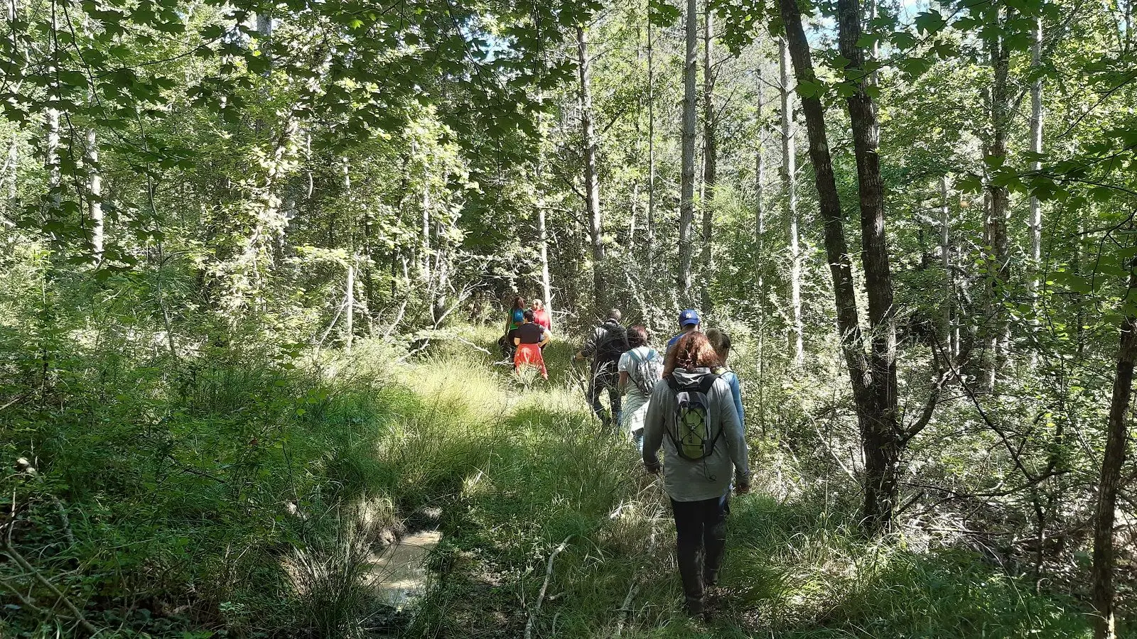 Les balades guidés dans ma forêt