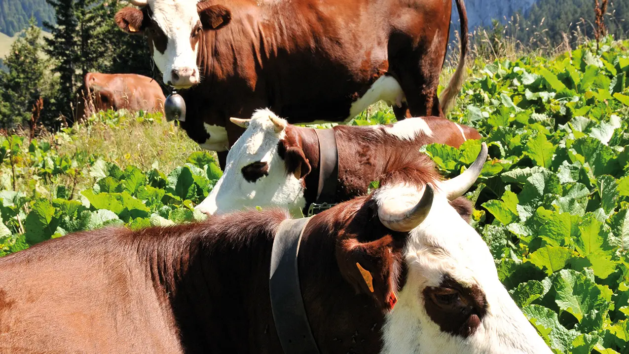 Vaches Abondance