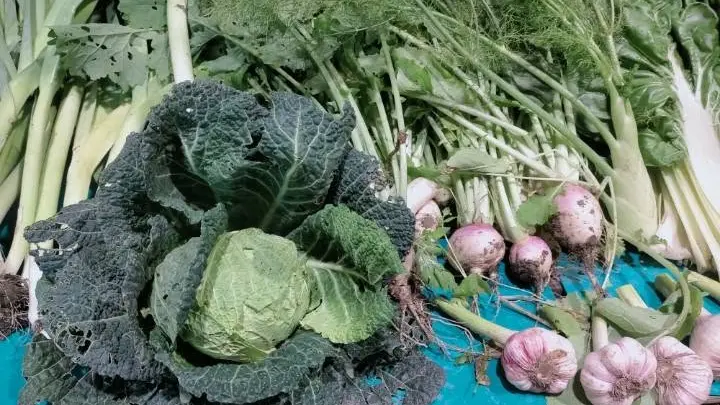 Présentation d'un gros chou frisé, poireaux navets, aulx