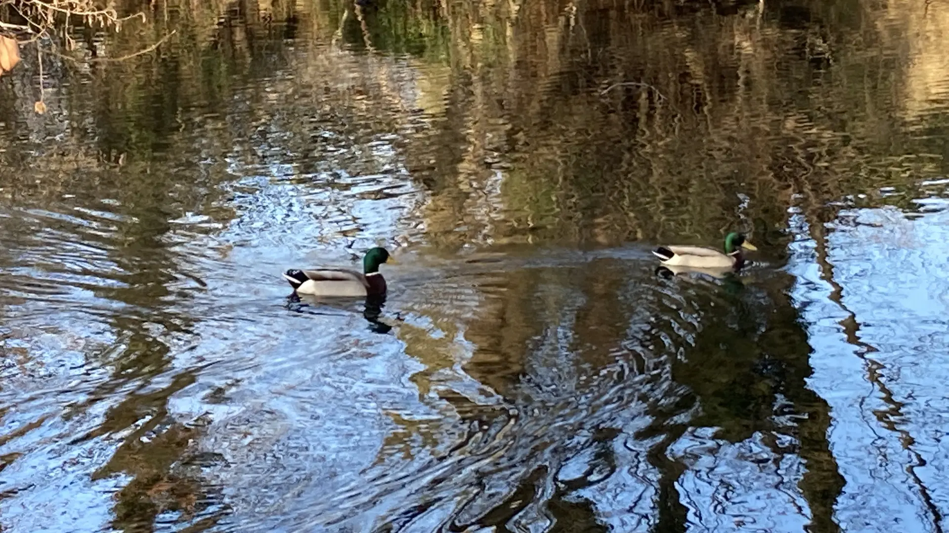 canards Parc des sources à Manthes