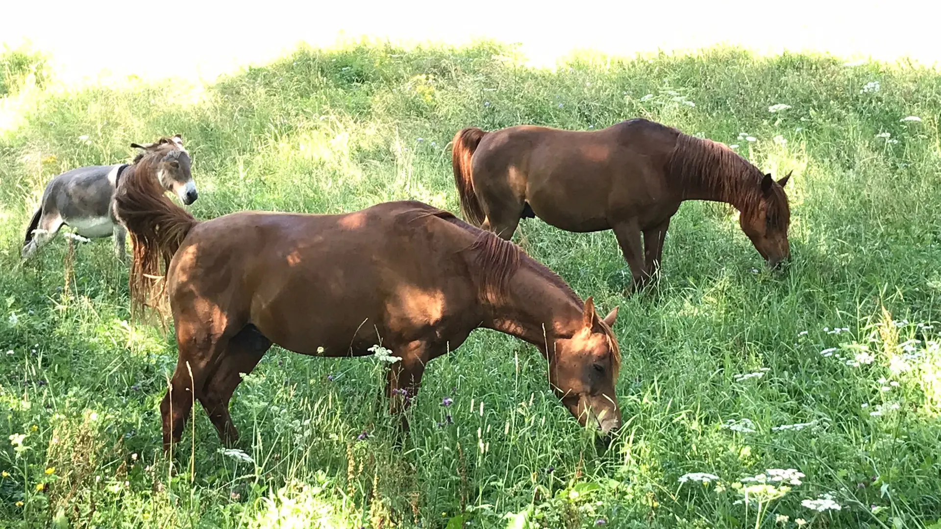 Auberge de la Grange des Plans_Haut Valromey