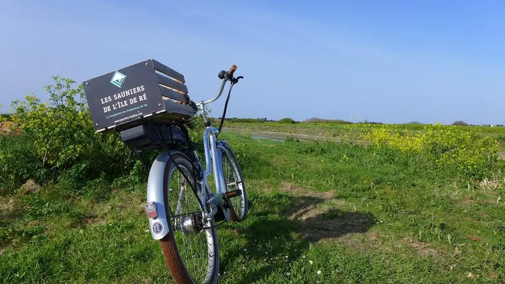 Salt marshes and cycling