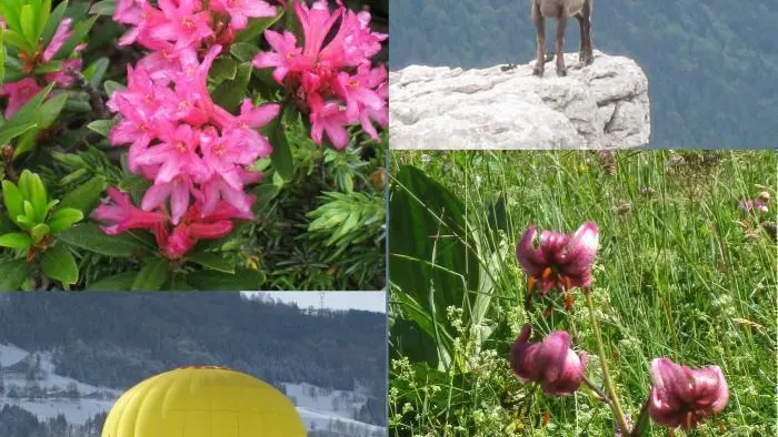 visite d'une montgolfière venant des Carroz et détails de randonnées