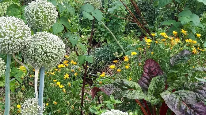 productrice de semences paysannes