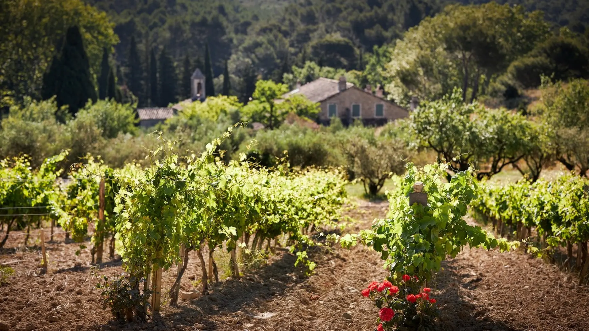 Domaine de l'Abbaye Sainte-Marie de Pierredon Mouriès vignes
