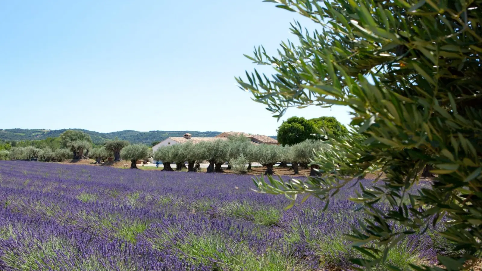 L'o Provençale