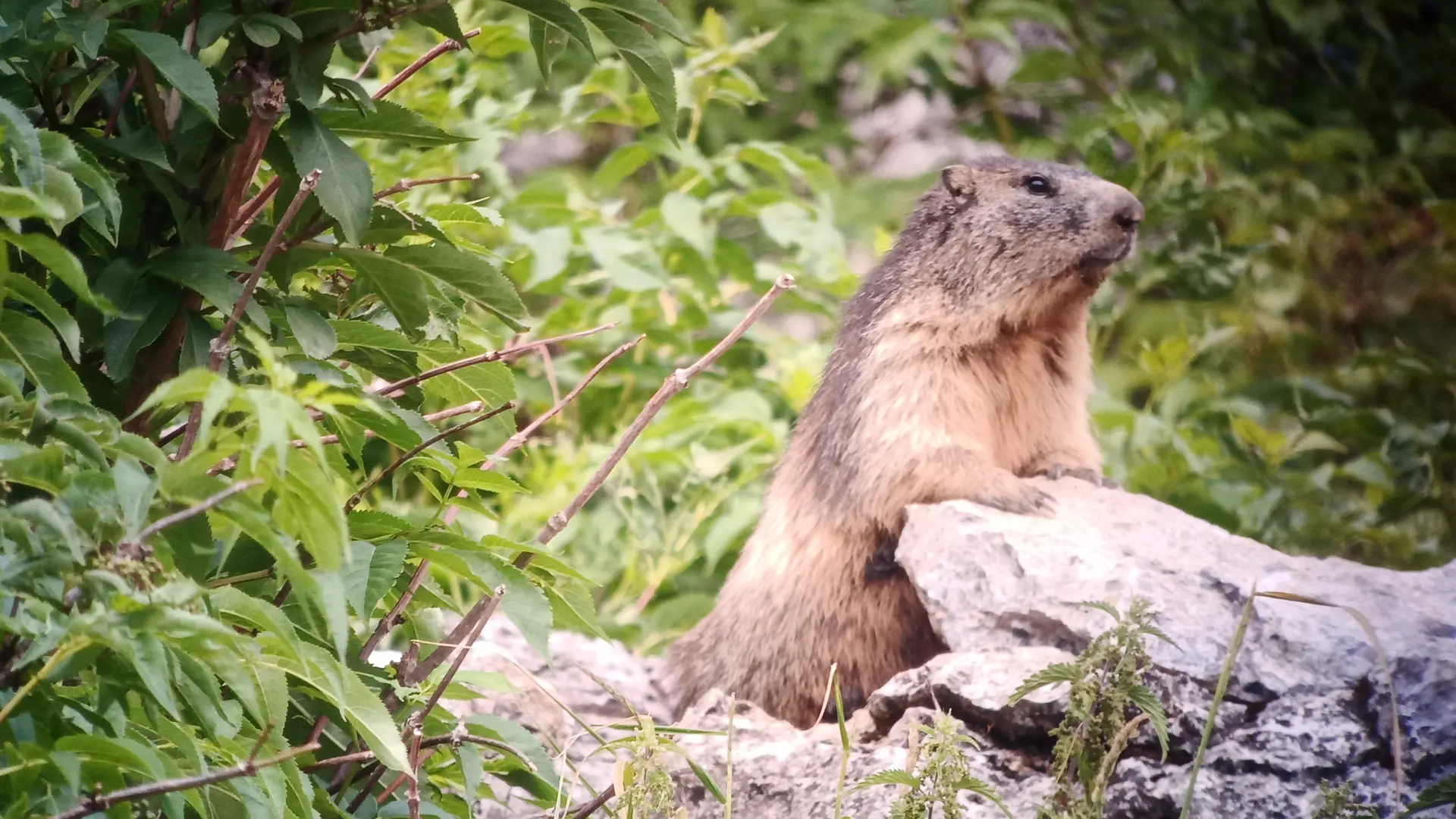 Observation de la faune