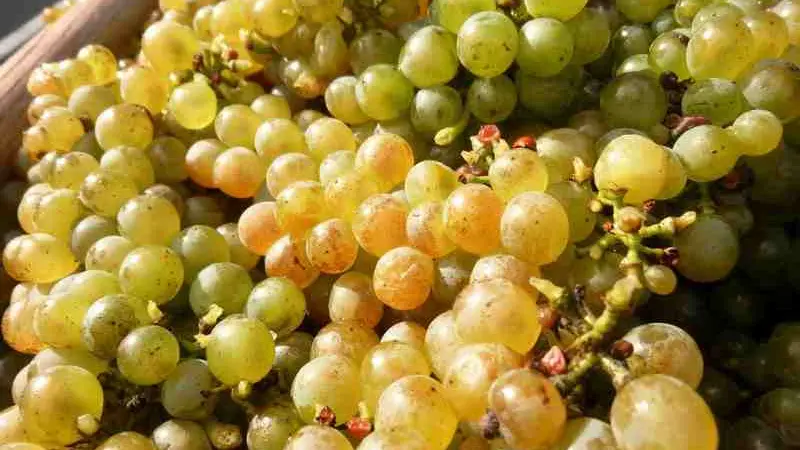 Domaine Sérol