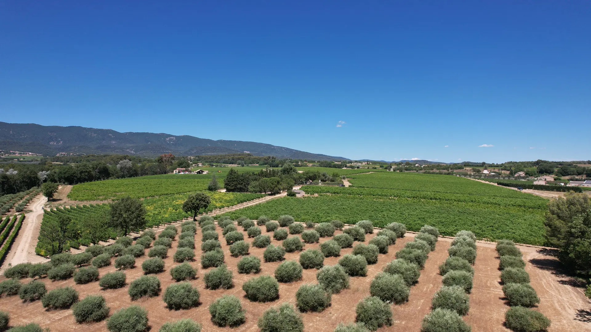 Olives de la Terrasse d'Adrien