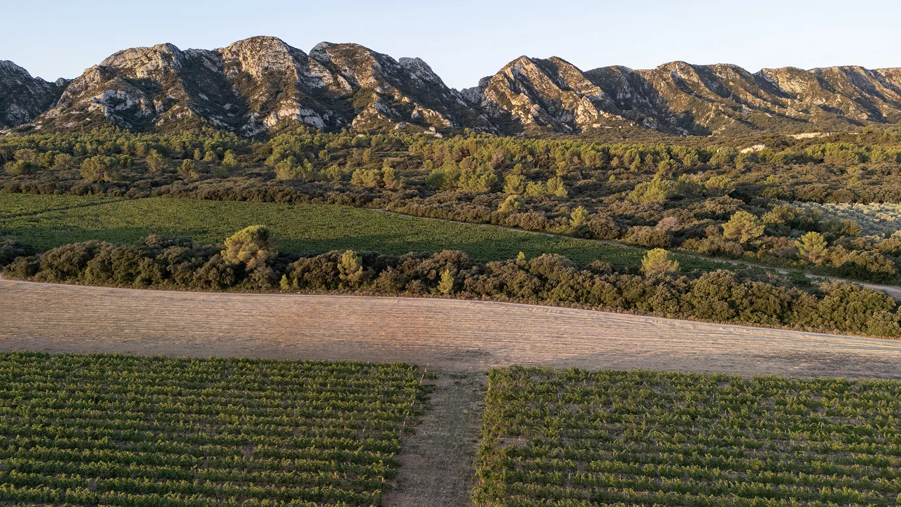 Paysage cretes des Alpilles et vignoble Chateau Romanin