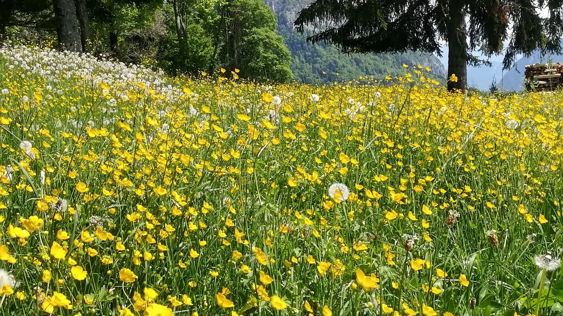 Praz de Lys Sommand en été